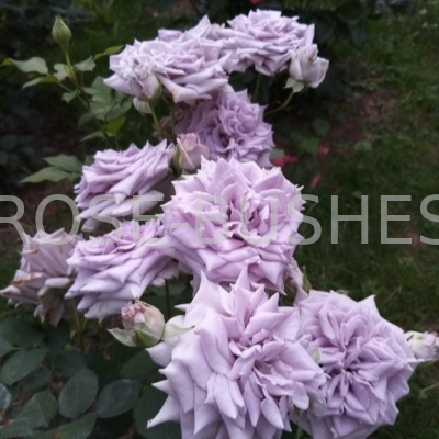 ��������� �����. Chateau Myrtille. (��, ����)